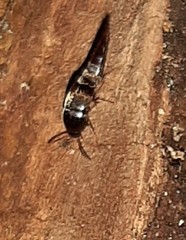 Sepedophilus testaceus