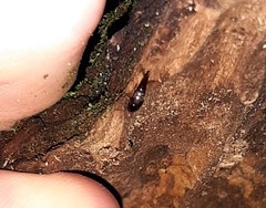 Sepedophilus testaceus