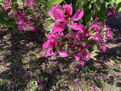 Bauhinia × blakeana