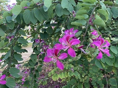 Bauhinia × blakeana