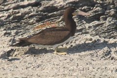 Sula leucogaster leucogaster