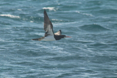 Sula leucogaster leucogaster