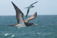 Sula leucogaster leucogaster