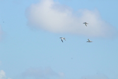 Phaethon aethereus mesonauta