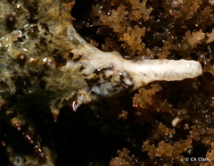 Asteropsis carinifera