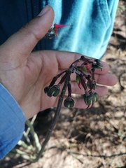 Euphorbia tithymaloides