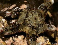 Asteropsis carinifera