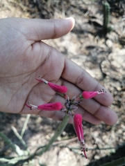 Euphorbia tithymaloides