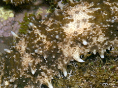 Stichopus