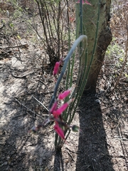 Euphorbia tithymaloides