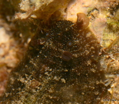 Dolabrifera dolabrifera