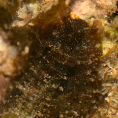 Dolabrifera dolabrifera