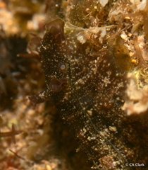 Dolabrifera dolabrifera