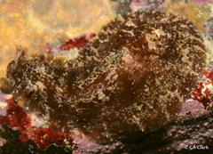 Dolabrifera dolabrifera
