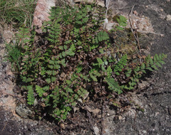Cheilanthes brownii