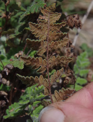 Cheilanthes brownii