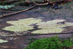 Xylographa parallela