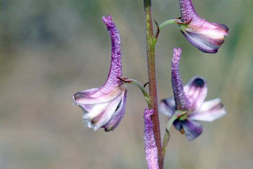 Image of Delphinium wootonii by (c) Tom Kennedy, some rights reserved (CC BY)