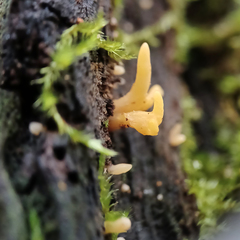 Calocera australis