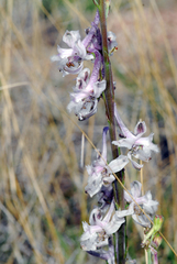 Delphinium wootonii