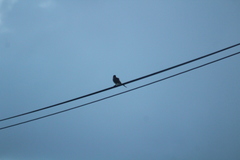 Tyrannus dominicensis