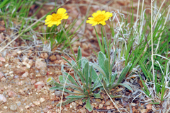 Tetraneuris argentea