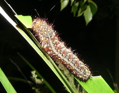 Chelepteryx chalepteryx