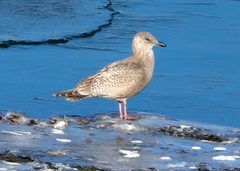 Larus glaucoides