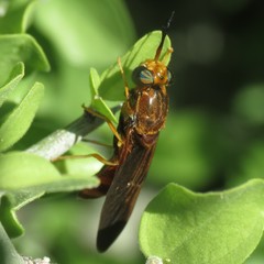 Hermetia concinna