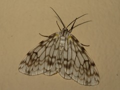 Fulgurodes perasata