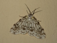 Fulgurodes perasata