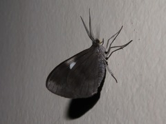 Dioptinae