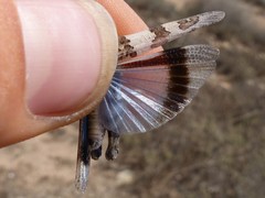 Oedipoda charpentieri