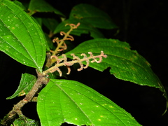 Miconia diaphanea