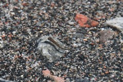 Salvelinus fontinalis