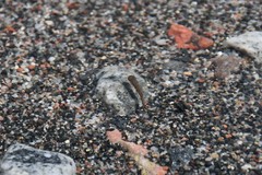 Salvelinus fontinalis