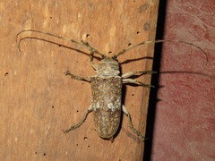 Lochmaeocles consobrinus