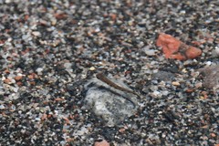 Salvelinus fontinalis