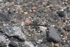 Salvelinus fontinalis