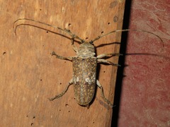 Lochmaeocles consobrinus