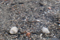 Salvelinus fontinalis