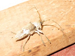 Lochmaeocles consobrinus