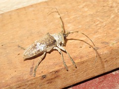 Lochmaeocles consobrinus