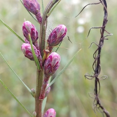 Creontiades rubrinervis
