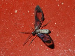 Mesothen caeruleicorpus