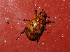 Cyclocephala fulgurata