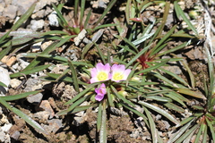 Calandrinia colchaguensis