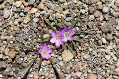 Calandrinia colchaguensis