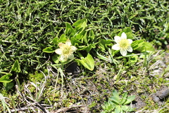Caltha sagittata