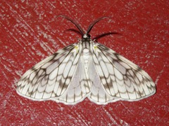 Fulgurodes perasata